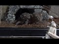ビブロンゲッコー達の食事風景 Bibron Gecko Feeding