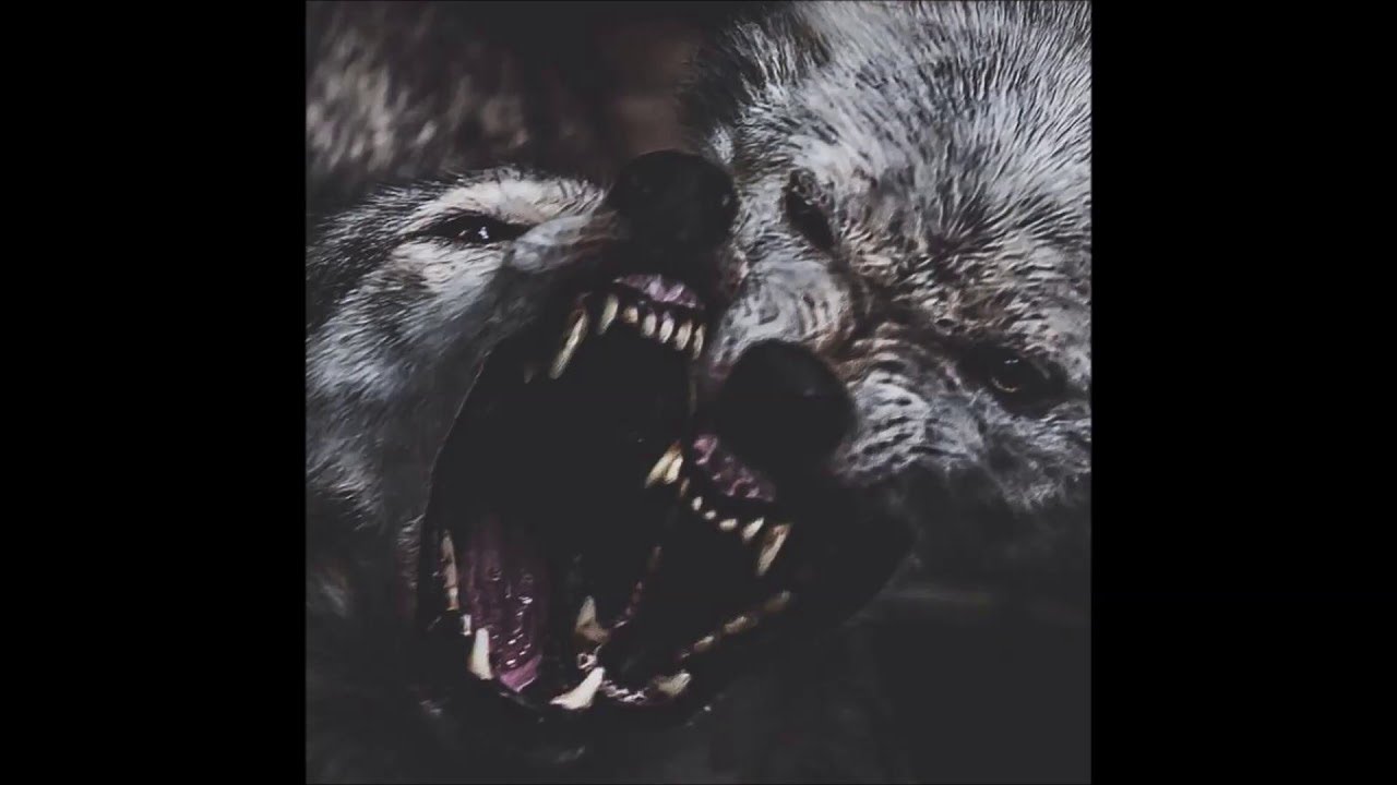 DOUGH NETWORKZ & DJ SHAY WOLF PACK VOL. 1 - DOPE HOUSE AMBIENCE - PHONK P X T.F X RICKY HYDE 