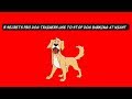 5 Secrets to Stop Dog Barking at Night 5 Secrets to Stop Dog Barking at Night