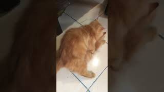 Kucing kawin