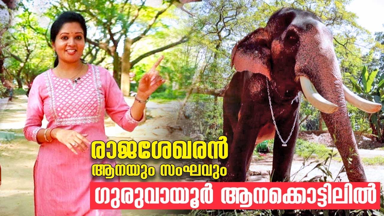 EP 51| തലയെടുപ്പോടെ രാജശേഖരൻ ആനയും സംഘവും ഗുരുവായൂർ ആനക്കൊട്ടിലിൽ| Guruvayoor Elephants| Aanakkaryam