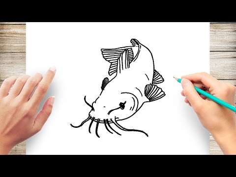 How to Draw a Realistic Catfish 