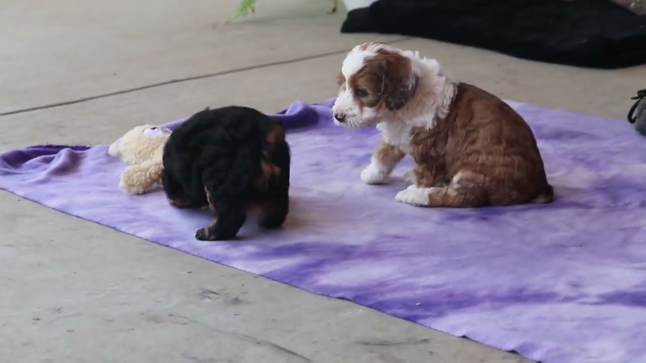 Cockapoo Puppies For Sale