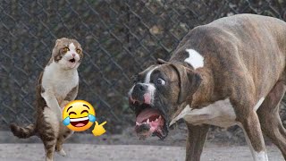 😾The Most HILARIOUS Cats Vs Dogs! 🐶 Silly Pet Fails Compilation by Best Dogs 969 views 3 months ago 1 hour, 8 minutes