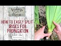 How to split irises easily for propagation and a peek at my native garden fwf ep 77