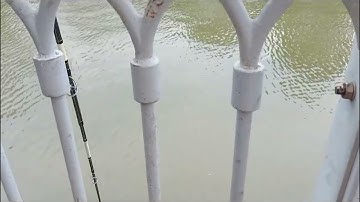 Ngày đi câu cá.. bất ổn của 2 cha con.