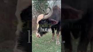 Anoa, Kerbau Kecil Asli Indonesia 🐃 #shorts #alamindonesia #florafauna #florafauna