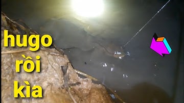 cắm câu cá lóc sau trận giông dính cá liên cần toàn hugo @thuanhovlog