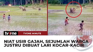 Aksi Sejumlah Warga Usir Gajah yang Masuk Sawah, Endingya Justru Berbalik tvOne Minute