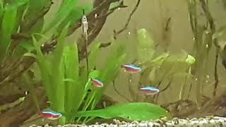 Rio Esmeralda Özel Dal Kedi Balığı Farlowella Vittata