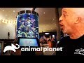 Exibição da vida marinha local no aeroporto de Tampa | Com água até o pescoço | Animal Planet Brasil