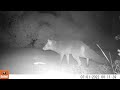 Fox Cam : Fox visit as the mist descends