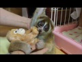SlowLoris Kinako