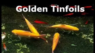 Golden Tinfoil Barbs | #fish #tinfoil #barbs #aquarium