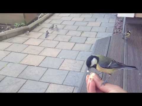 Video: Vilka fåglar äter nandinabär?
