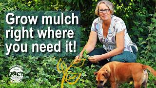 Never Buy Mulch Again: How to Grow 'Living Mulch'