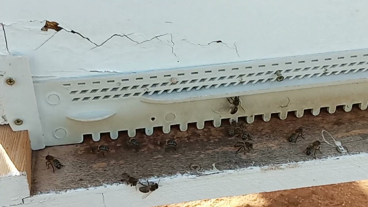 علامة تَدُلُّكَ على تدفّقِ الرحيق إلى الخلية