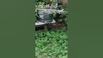 سوره الكافرون بصوت جميل ♥️اللهم اجعل القرآن ربيع قلوبنا ونور صدورنا القرآن الكريم ♥️راحه نفسيه