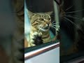 Cat Gets Startled by Car Horn and Pigeon Escapes 🐱🚗 | Funny Animal Moment!