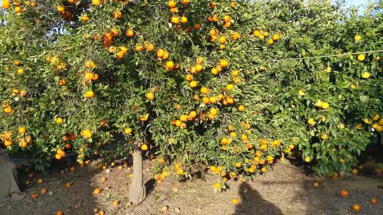Цитрусовый рай(сад) в Калифорнии. Конец января 2026 года