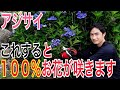 【アジサイ】お花を咲かせる5つのポイントを実践で解説します！【剪定】【葉かき】【園芸】【ガーデニング】