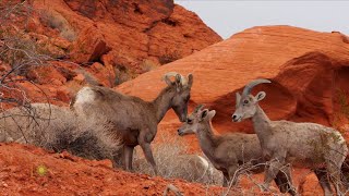 Nature: Big horn sheep in Nevada Resimi
