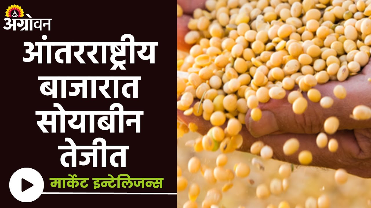 Soybean Market Soybean rates are stable in the domestic market