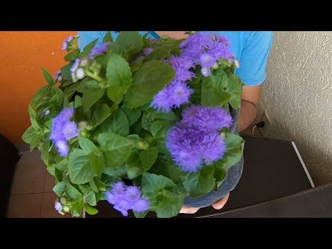 Video: Ageratum Es Una Hermosa Planta Ornamental Para Jardín Y Hogar