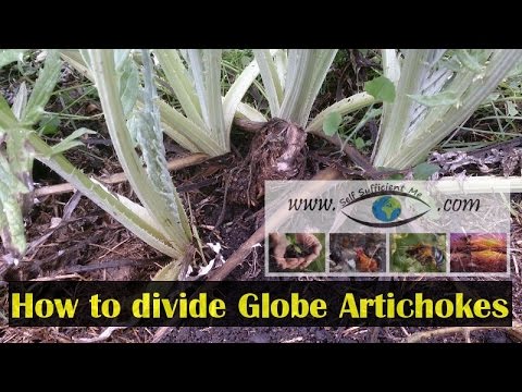 How to divide Globe Artichoke to Make More Plants