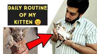 How to Care for a Kitten  | How to care for your new kitten | Kitten Food | Kitten Litter Training