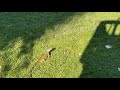 Iguana eating hot dog and bread