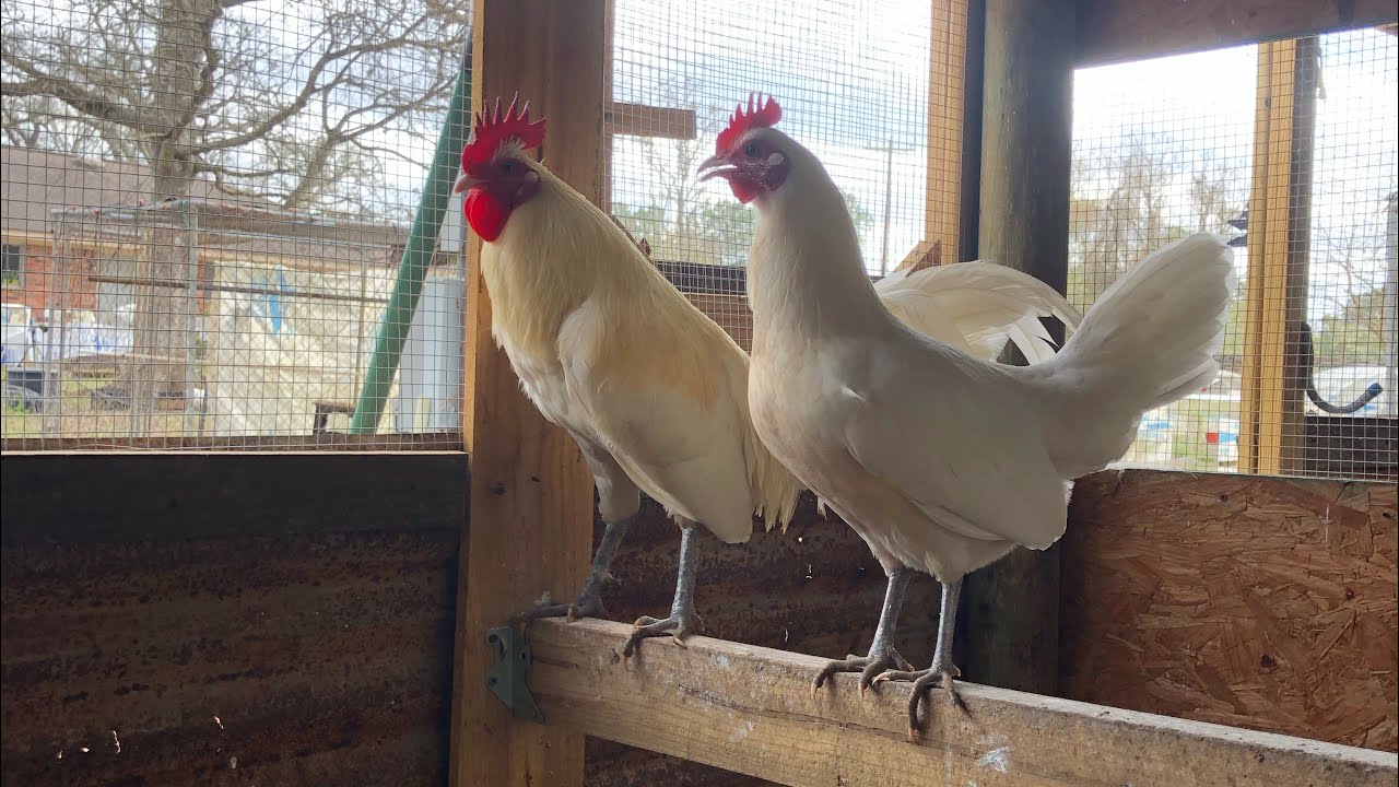 2021 breeding- White Hatch Brood fowl