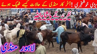 Latest Update Of Lahore Mandi || After A Long Time Rates Is Back In Normal Rage || How does possible