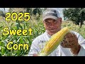 From Seed to Table : Growing and Cooking the Perfect Sweet Corn!
