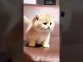Bu kedinin yaptığına inanamayacaksın!#shorts #keşfet #kedi #kedivideoları #cat #animals