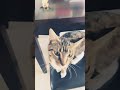 Kitty edit