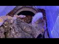 Live feeding my banana ball python