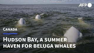 Canada's Hudson Bay a summer refuge for thousands of beluga whales | AFP