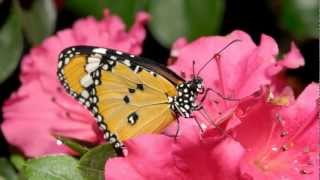 Roberto Cacciapaglia - Floating