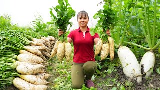 Harvesting Radish Goes To Market Sell - Sugarcane gardens were destroyed | Phương Free Bushcraft
