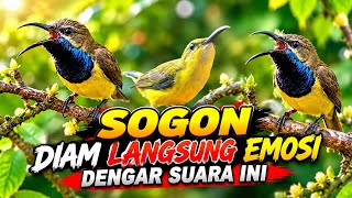SOGON DIAM LANGSUNG EMOSI NGLEPER | PANCINGAN SOGON GACOR DORRR‼️