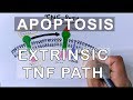 Mechanism of extrinsic pathway of apoptosis  tnf path