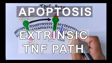 Mechanism of Extrinsic Pathway of Apoptosis | TNF Path