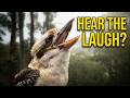 Dandenong Ranges Kookaburra Close-Up Performance! #birds #birdsounds