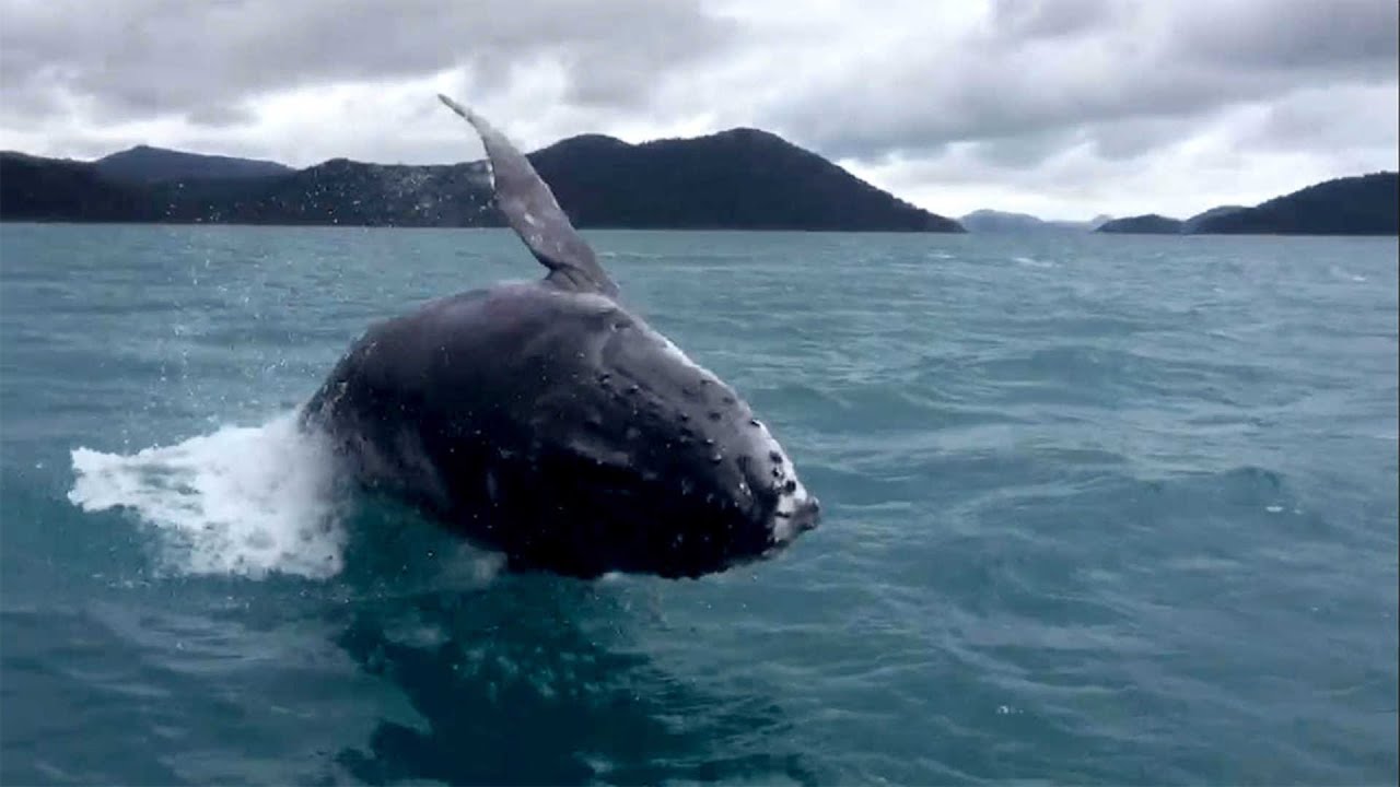 Whale Calf Breaches Right Next To Boat - YouTube