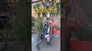 It’s Cats Again