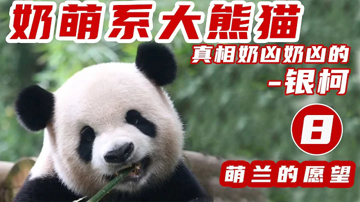 萌兰愿望8 .奶萌系大熊猫 真相奶凶奶凶的银柯 .飞云的哥哥，宝贝生日快乐！ - 天天要闻