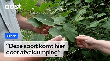 De Japanse duizendknoop: enorme bedreiging in de natuur | RTV Oost