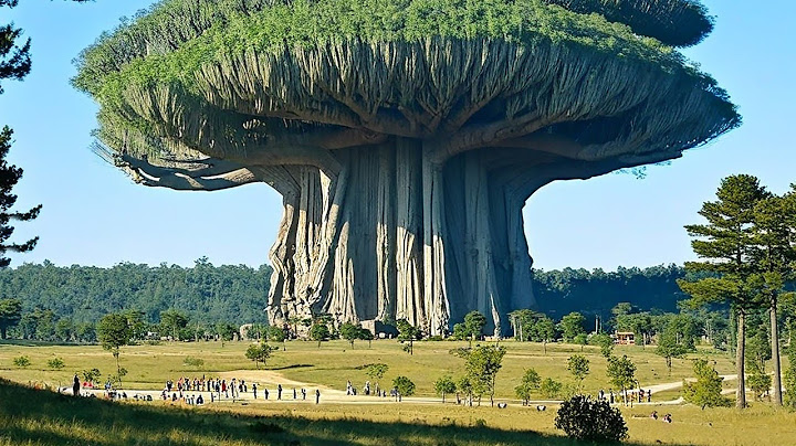 दुनिया के 10 सबसे बड़े और विशाल पेड़ - Top 10 Biggest Giant Trees in The World