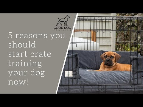 Crate Training 101: How to Crate Train a Puppy in 4 Steps!